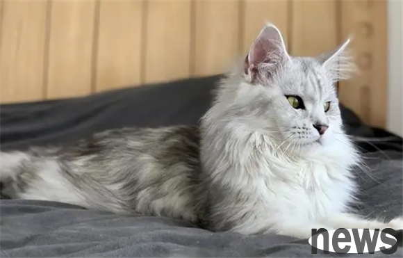 The 9 species of cats recognized as