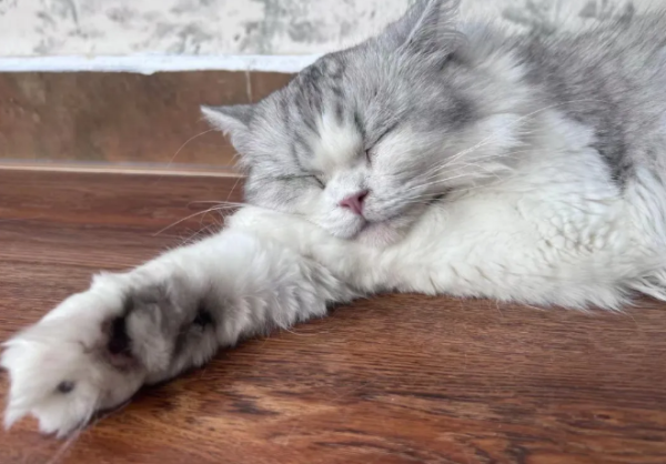 What are the personality types of cats?