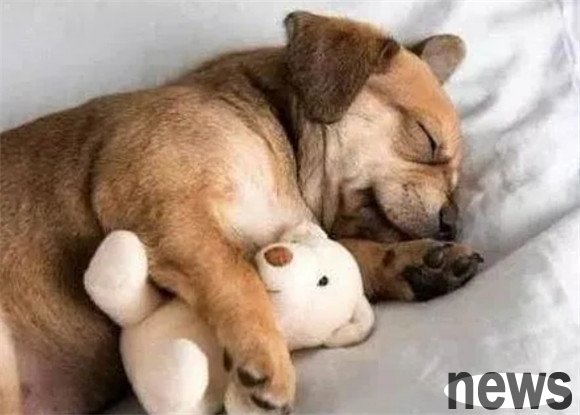 5 disadvantages of sleeping with a dog, especially the third one, you may not be able to bear it!