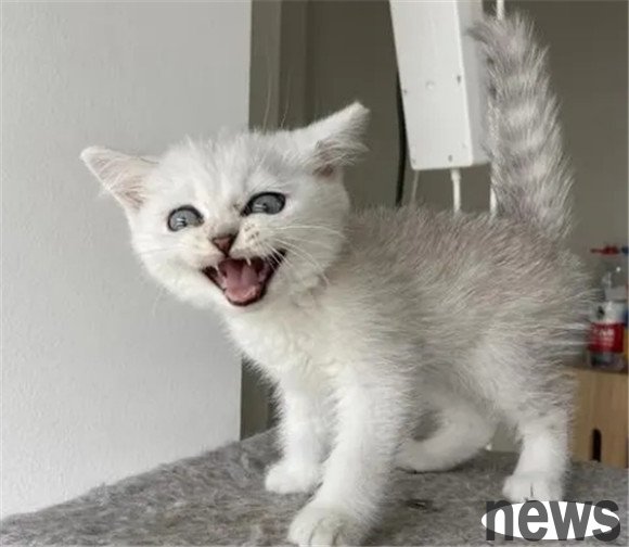 The three types of cats that grow older are getting āuglierā. Letās see if you have one at home?
