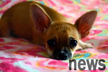 What to do if a dog has prostatitis? Come and have a look