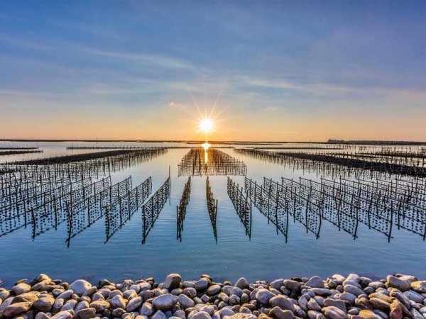 Don’t you have to eat 100% “Tongshi oysters” in Dongshi? One reason oyster farming helps peony move