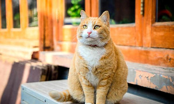 How to raise cats by poor people? See if you want to raise it