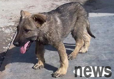 What should I do if my dog suffers from rickets? Come here~