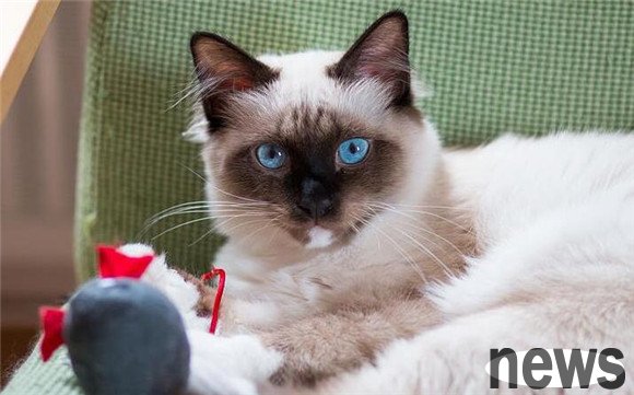 Ten manifestations of cats hating their owners