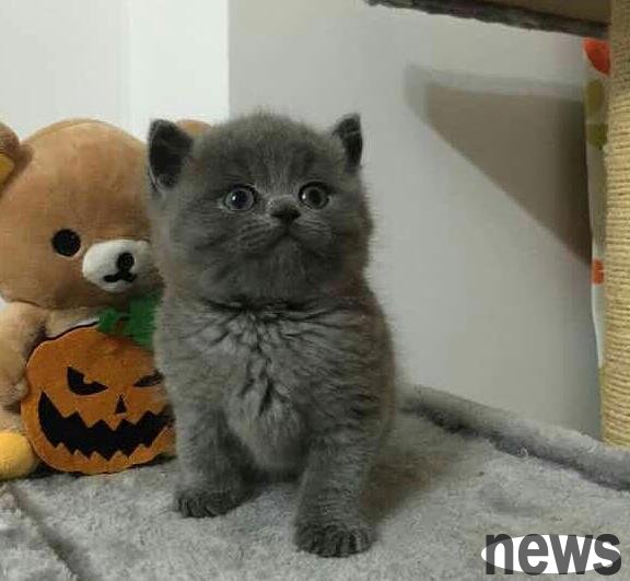 The cats raised by the young lady are getting fatter and fatter. How come after shaving her hair is different from what she imagined