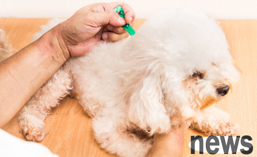 What’s the best way to deal with a dog that keeps scratching after deworming?