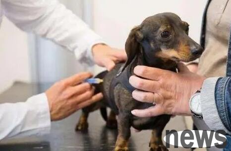 There’s a reason why your dog is bleeding but in good spirits!