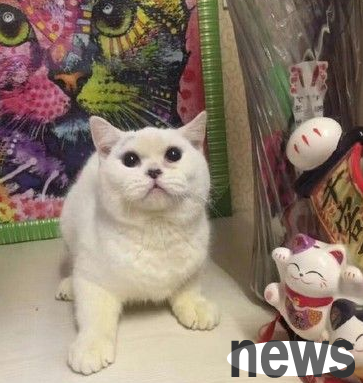 Unable to keep a small white cat, she wanted to return it but was rejected. A woman brutally skinned and abandoned her body in a pet shop.