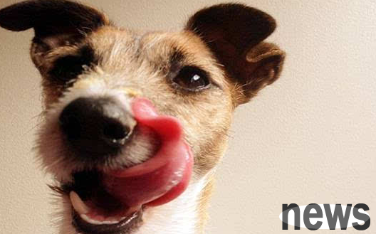 Dog keeps licking his tongue, maybe because of this